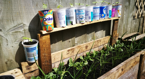 Yoghurt pots being re-used in the garden. 