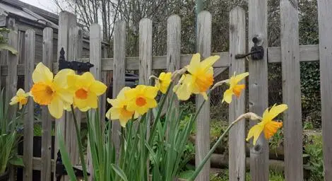 Daffodils 