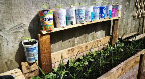 Yoghurt pots being re-used in the garden.